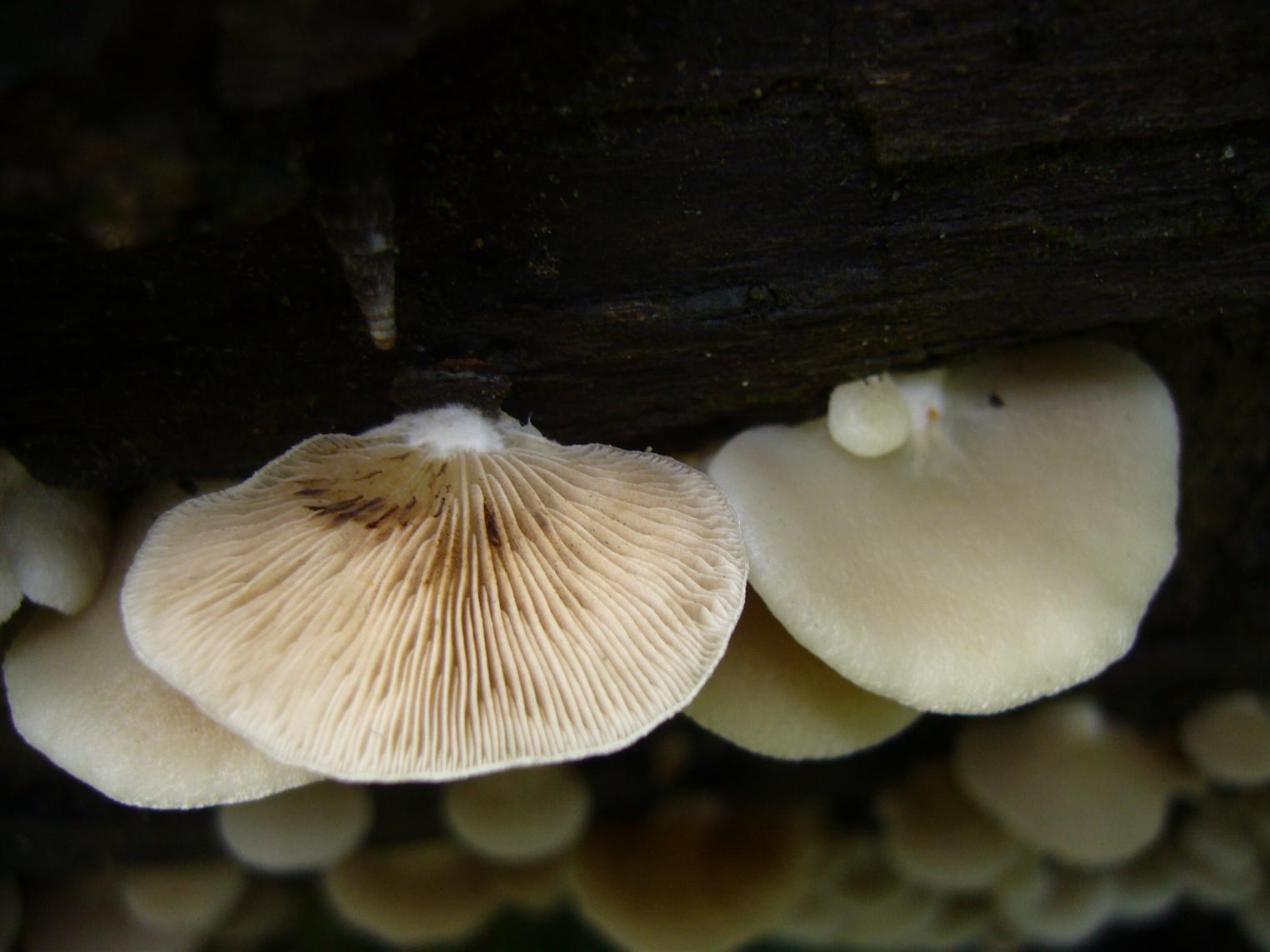 Crepidotus mollis